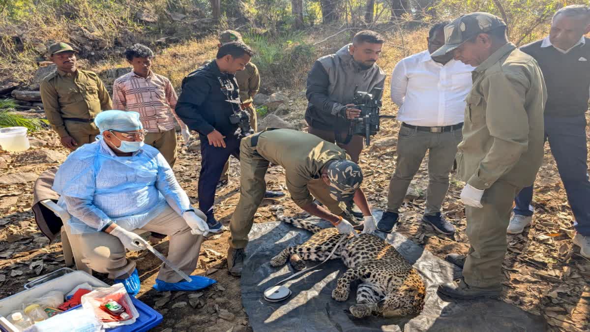 मंडला में नहीं बची घायल तेंदुए की जान, अस्पताल जाते समय थमी सांसे, कन्हा में मातम