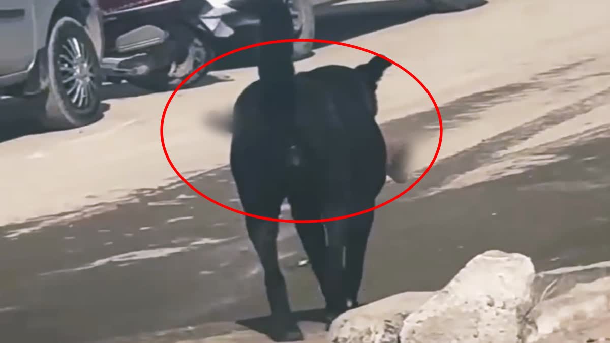 शिमला में इंसानी टांग मुंह में दबाकर घूम रहा था कुत्ता? कमेटी गठित, थोड़ी देर में मिलेगा जवाब