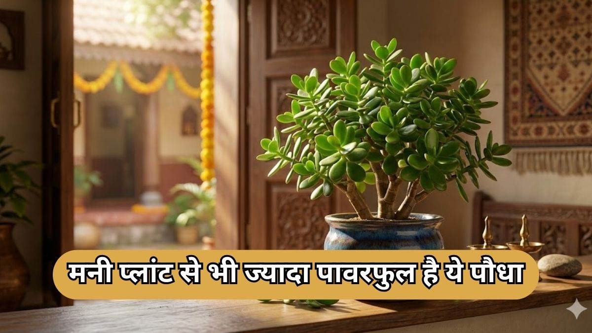 वास्तुशास्त्र में मनी प्लांट से ज्यादा पॉवरफुल माना जाता है ये पौधा, घर में सही दिशा में रखने से आएगा पैसा!