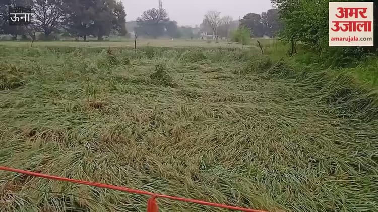 Una: तूफान और बारिश से कुटलैहड़ क्षेत्र में गेहूं की फसल को भारी नुकसान