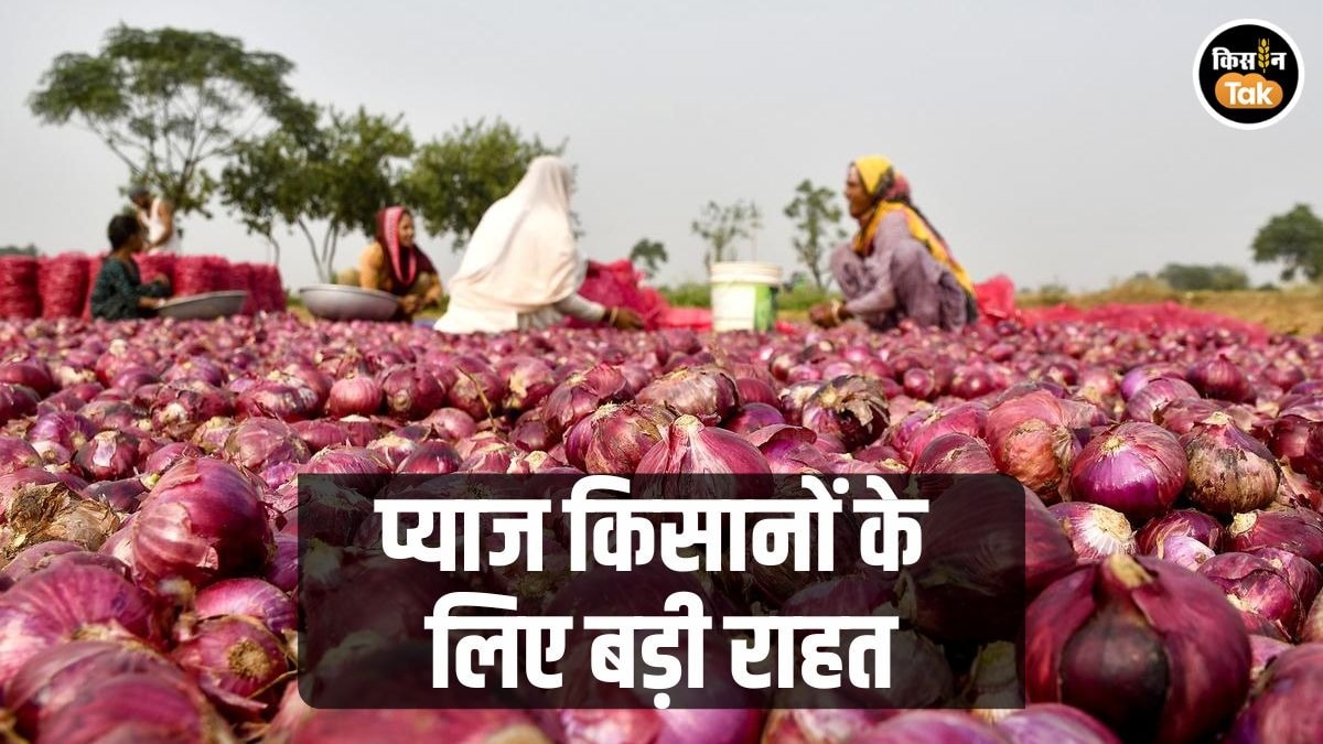 लासलगांव मंडी में रबी प्याज के दाम मजबूत, खरीफ प्याज किसान लागत से नीचे बेचने को मजबूर
