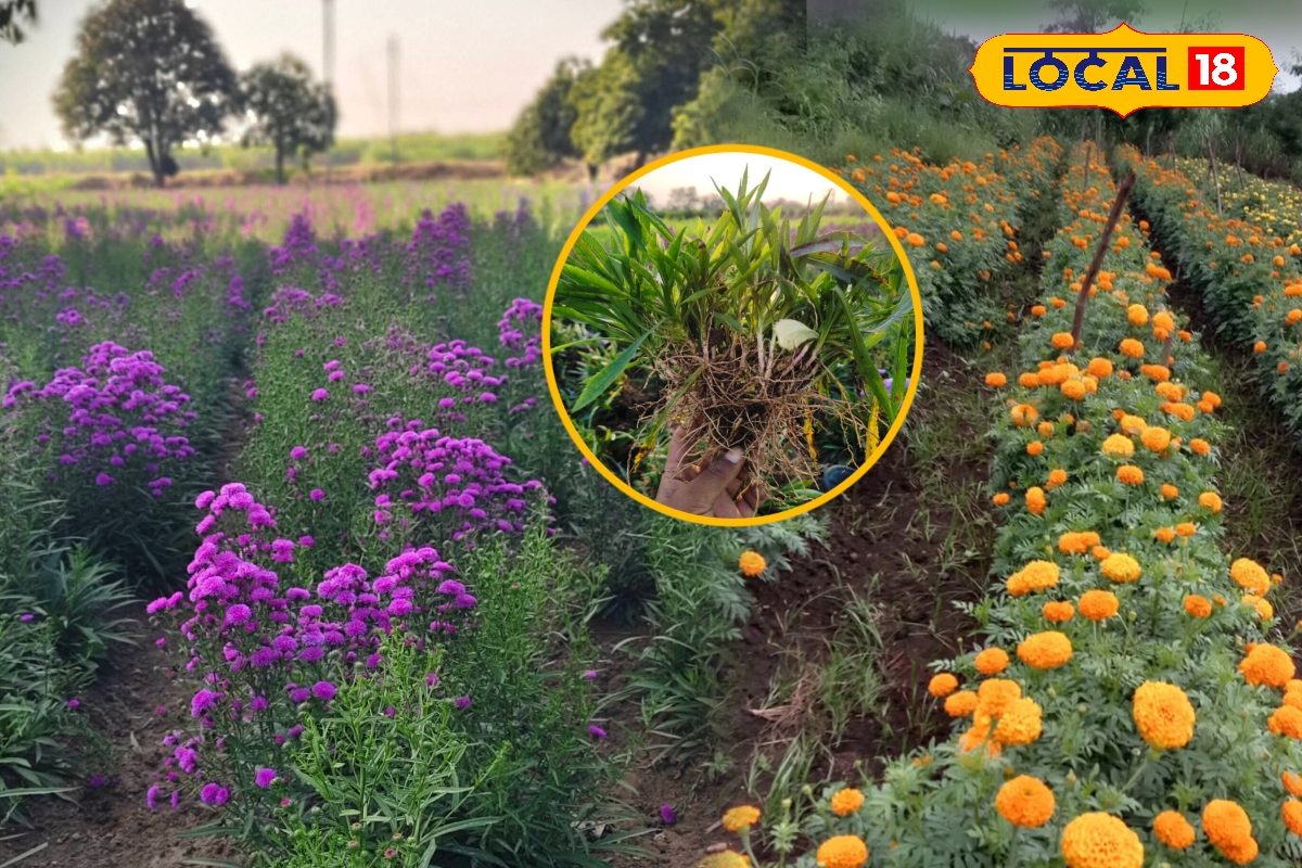 सिर्फ 10 रुपए की खाद करेगी कमाल! गर्मी में भी खिलेंगे ढेरों फूल, पौधे हो जाएंगे हरे-भरे