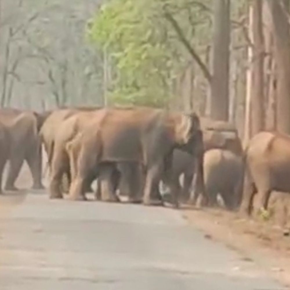 रायगढ़ में 50 हाथियों का सड़क पार करते VIDEO:2 दलों ने हाईवे पर वाहनों की रफ्तार रोकी, 133 हाथियों का मूवमेंट,कई गांवों में अलर्ट