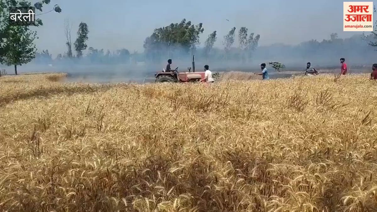 Video: बरेली में हाईटेंशन लाइन से निकली चिंगारी से लगी आग, 60 बीघा गेहूं की फसल राख