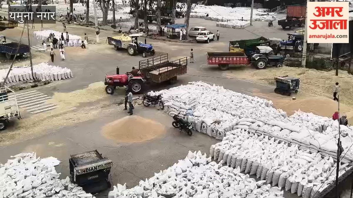 यमुनानगर: जगाधरी अनाज मंडी में धीमा उठान होने से बढ़ रही किसानों की चिंता