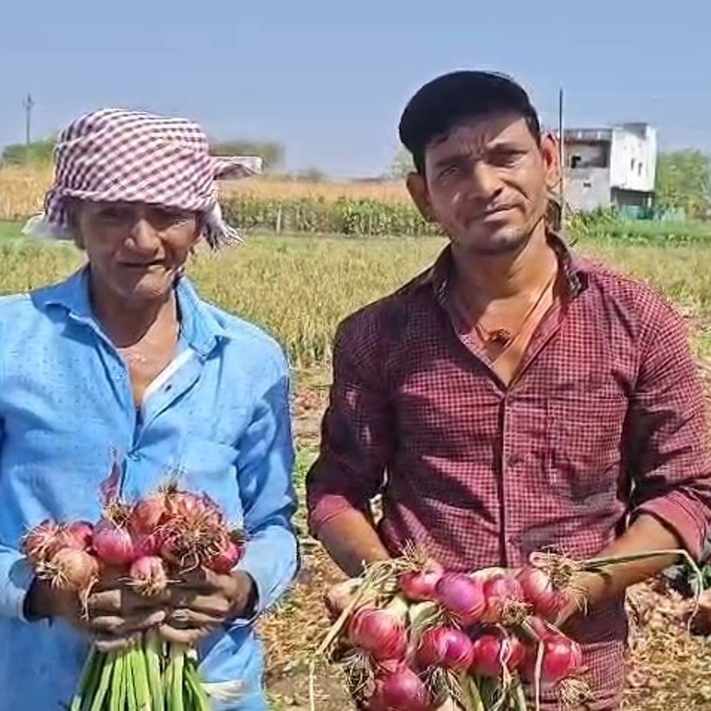 खरगोन में प्याज 7 से 13 रुपए किलो बिका:लागत नहीं मिलने से किसानों ने की समर्थन मूल्य घोषित करने की मांग