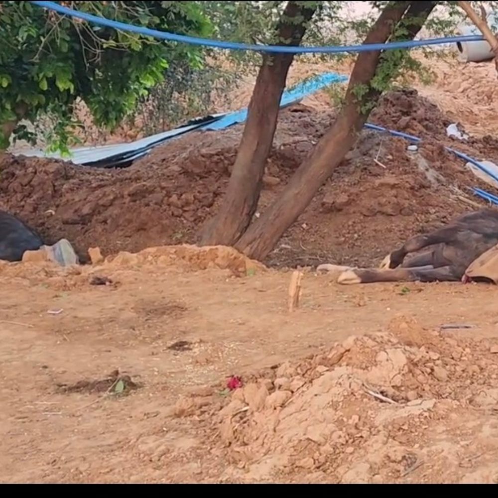 इलाज के लिए तड़प-तड़प कर 3 भैंसों की मौत:बंधा खालसा गांव में ग्रामीणों में आक्रोश, हेल्पलाइन पर कॉल नहीं उठाने का आरोप
