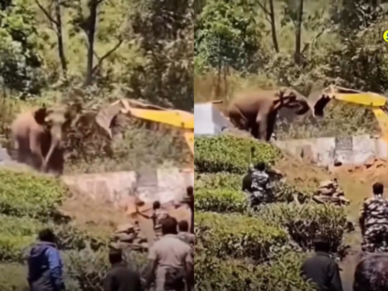 अपने 'घर' के लिए JCB से भिड़ गया हाथी! मशीन को पीछे हटने पर किया मजबूर, बेजुबान की बहादुरी देख भावुक हुए लोग