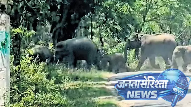 Karnataka : हाथियों के झुंड ने कॉफी बागानों पर हमला किया