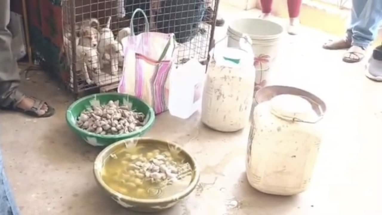 कुत्तों की नसबंदी के नाम पर बड़ा खेल? एक घर से मिले 795 कुत्तों के प्राइवेट पार्ट्स
