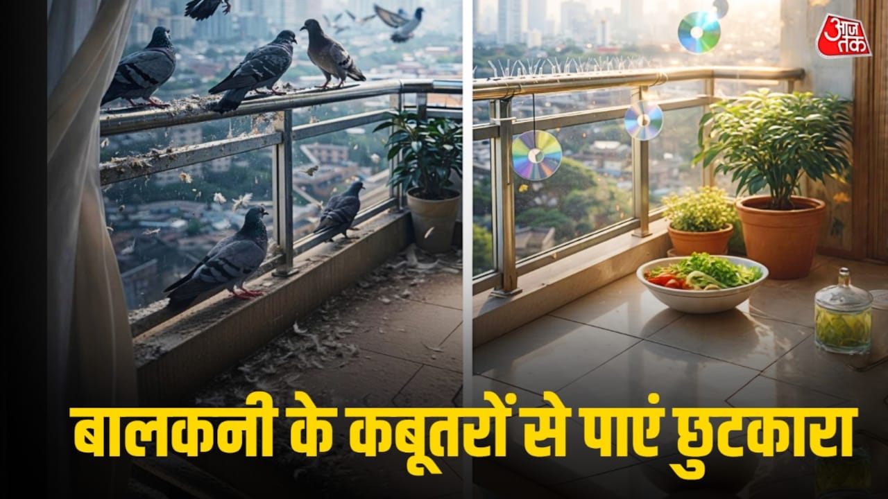बालकनी से कबूतर भगाने का आसान तरीका! बीट-गंदगी से मिलेगा छुटकारा