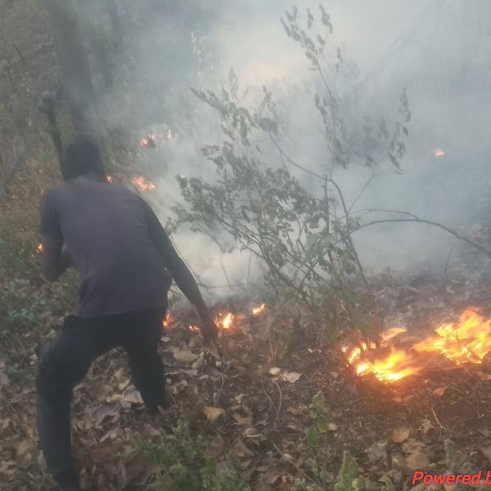 जंगल में आग पर काबू पर सैटेलाइट टेक्नीक:अफसर बोले- पिछले साल से 1452 घटनाएं हुई, इस साल अब तक सिर्फ 109