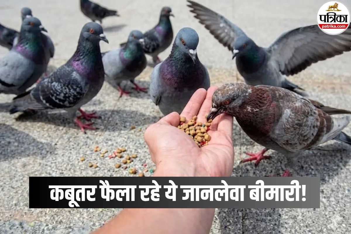 Diseases By Pigeons: कबूतरों को दाना डालना पड़ सकता है भारी! डॉक्टर से जानें गर्मियों में किन बिमारियों का खतरा ज्यादा