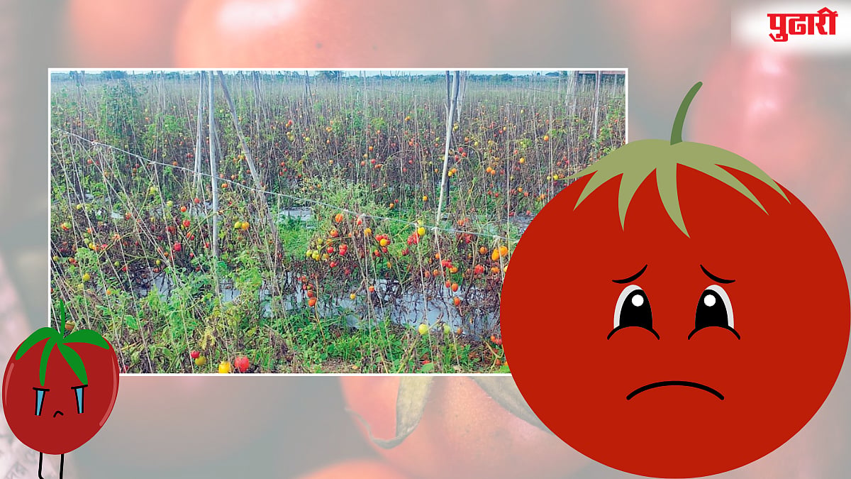 Nashik Tomato Crop Damage | आधी गारपीट अन् आता रखरखतं ऊन! नाशिकचा टोमॅटो उत्पादक शेतकरी निसर्गाच्या दुहेरी कात्रीत