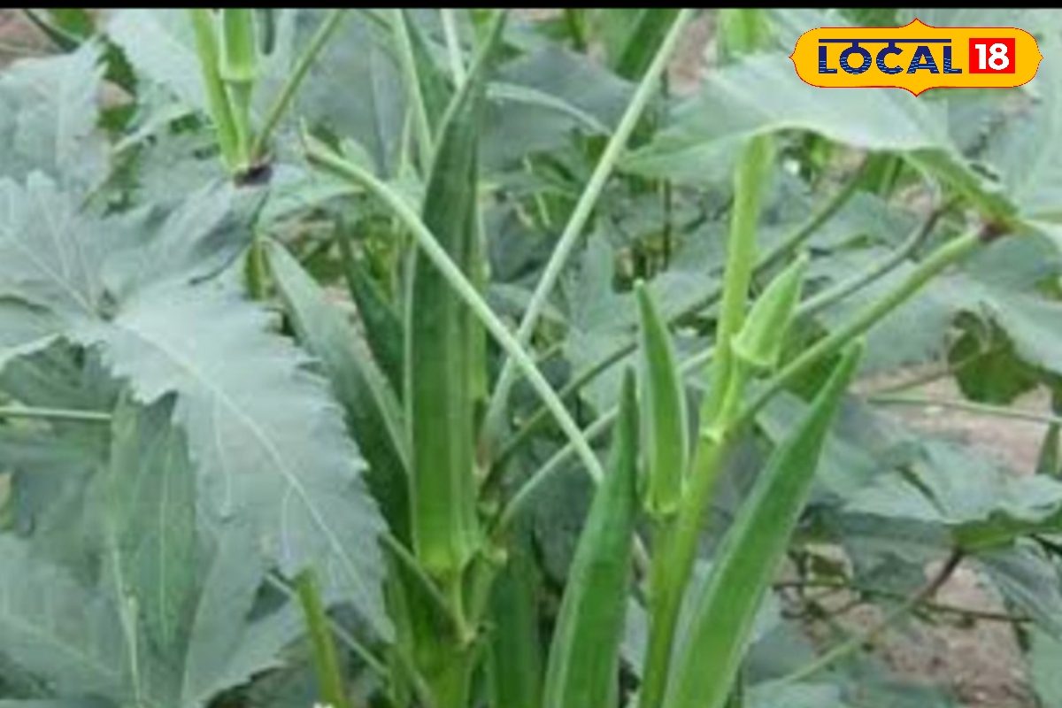Okra Cultivation: परंपरागत खेती छोड़ी... अररिया के किसान ने शुरू की भिंडी की खेती, 45 दिन में कमाई शुरू