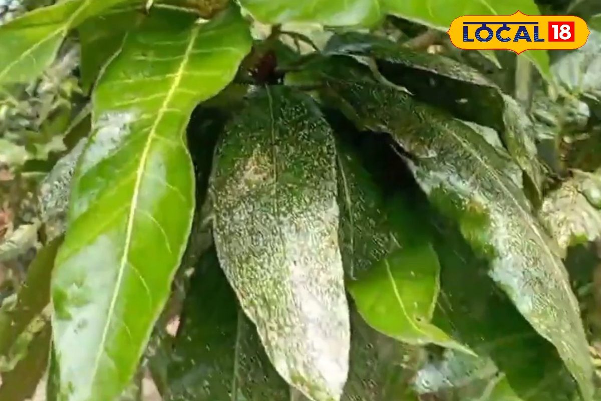 Mango Tree Care: आम के पेड़ों पर मकड़ी का हमला? बिना एक रुपया खर्च किए ऐसे करें सफाया, बंपर होगी पैदावार