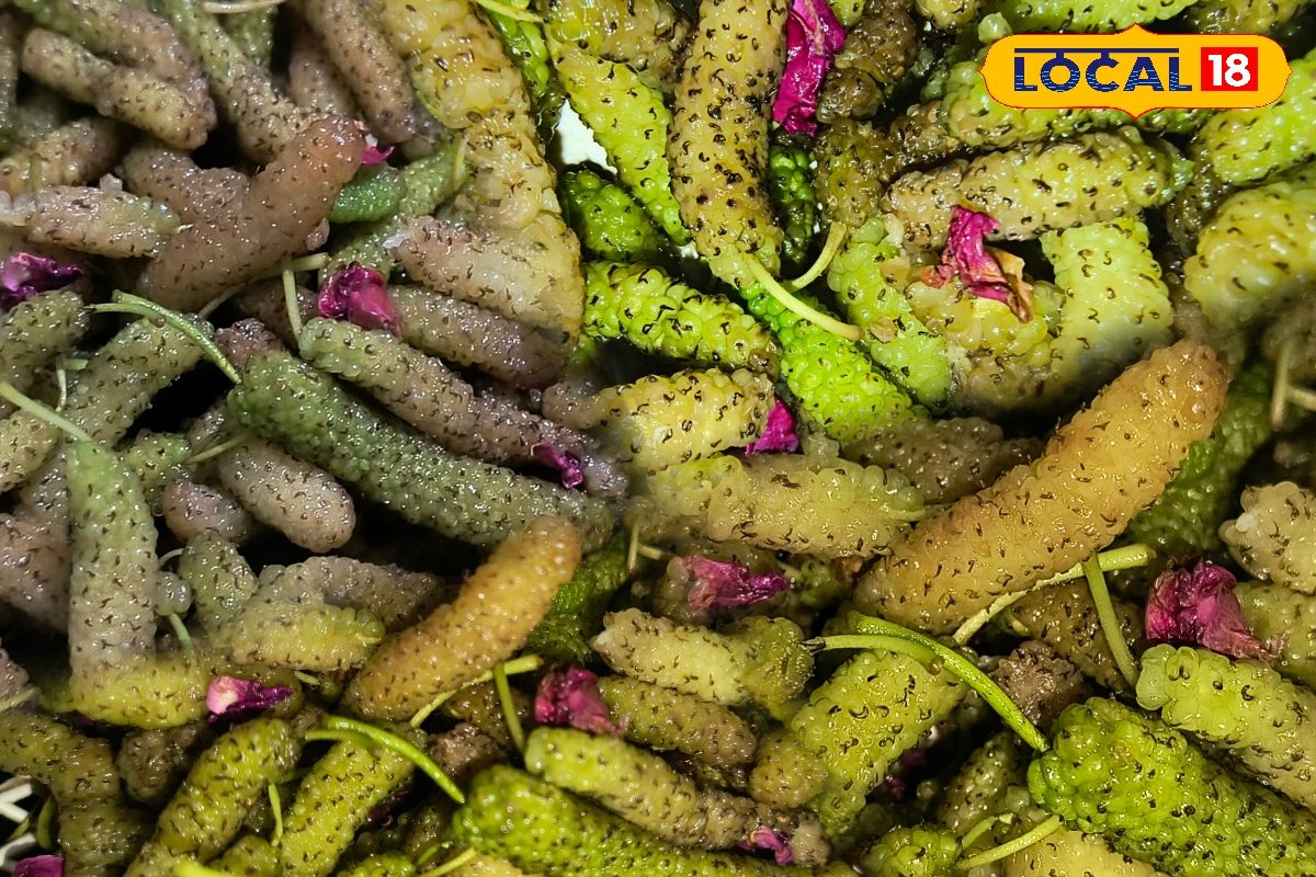 Summer Fruit: भीलवाड़ा में शहतूत का सीजन, खट्टा-मीठा स्वाद, गर्मी में ठंडक और सेहत दोनों का जबरदस्त फायदा