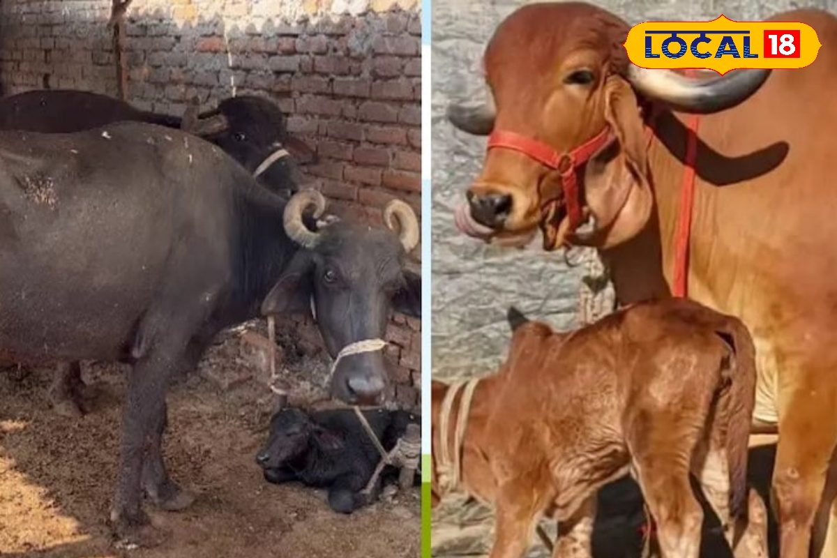 गर्मी में पशुओं के लिए 'सुपर' चारा! बाल्टी भर-भर देंगे दूध, बीमारी भी नहीं होगी