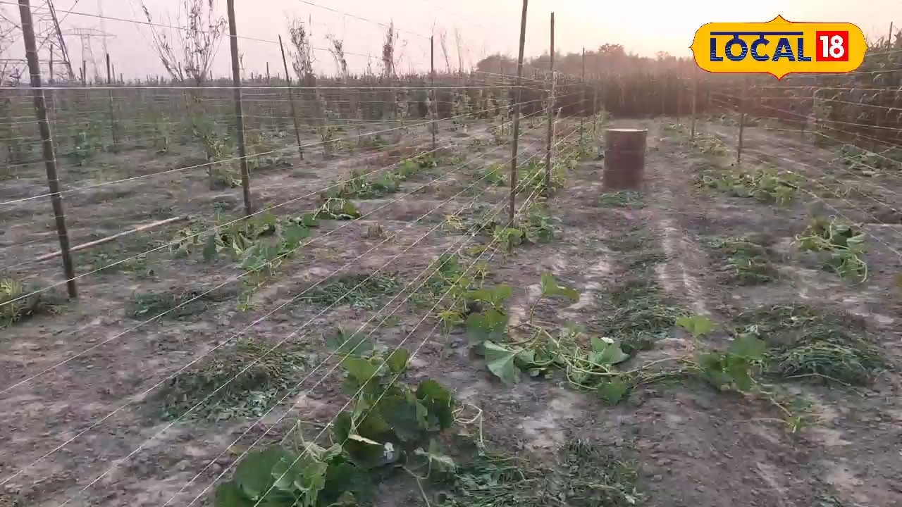 100000 की लागत, 100000 का मुनाफा! किसान 1 एकड़ में कर लें इस फसल की खेती, जबरदस्त तरीके से होगा मुनाफा