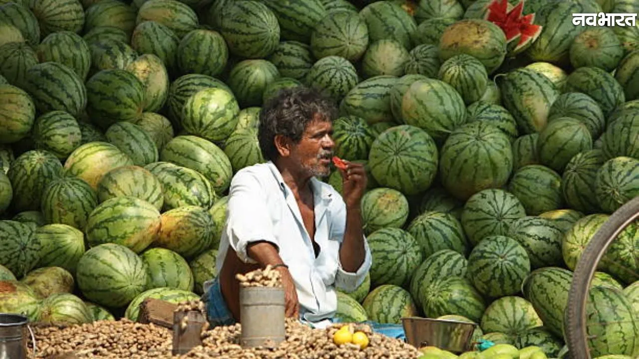 Nashik Watermelon Price Drop: खाड़ी देशों में वाॅर, बंपर पैदावार फिर भी नासिक के तरबूज का हुआ बंटाधार!