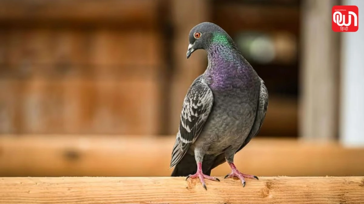 Pigeon Control Hacks: कबूतरों की गंदगी से बचना है? अपनाएं यह कारगर उपाय