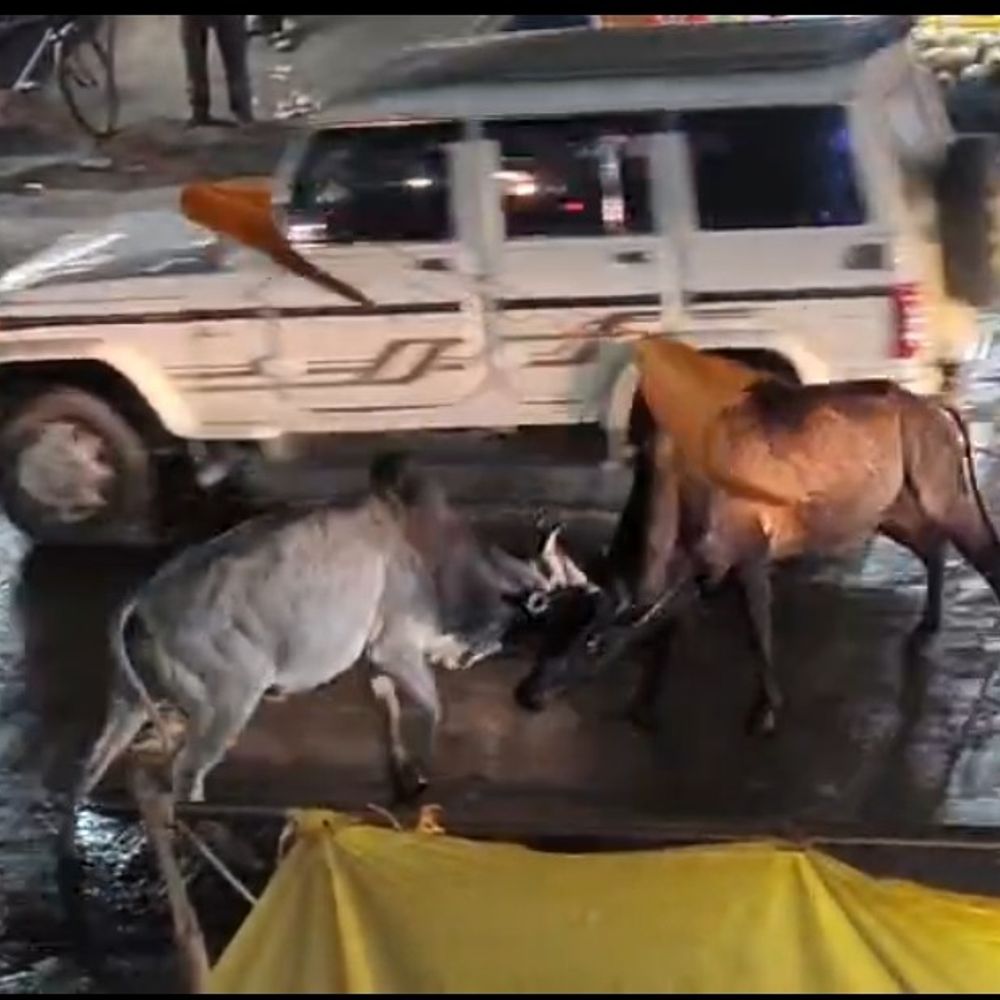 सतना चौराहे पर सांडों की भिड़ंत का VIDEO:15 मिनट तक चली लड़ाई, वाहन क्षतिग्रस्त; पुलिस ने संभाला मोर्चा
