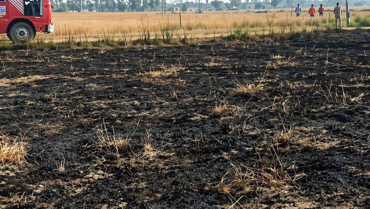 Sonipat News: हाईटेंशन के तार से निकली चिंगारी से पांच एकड़ में गेहूं की फसल जली