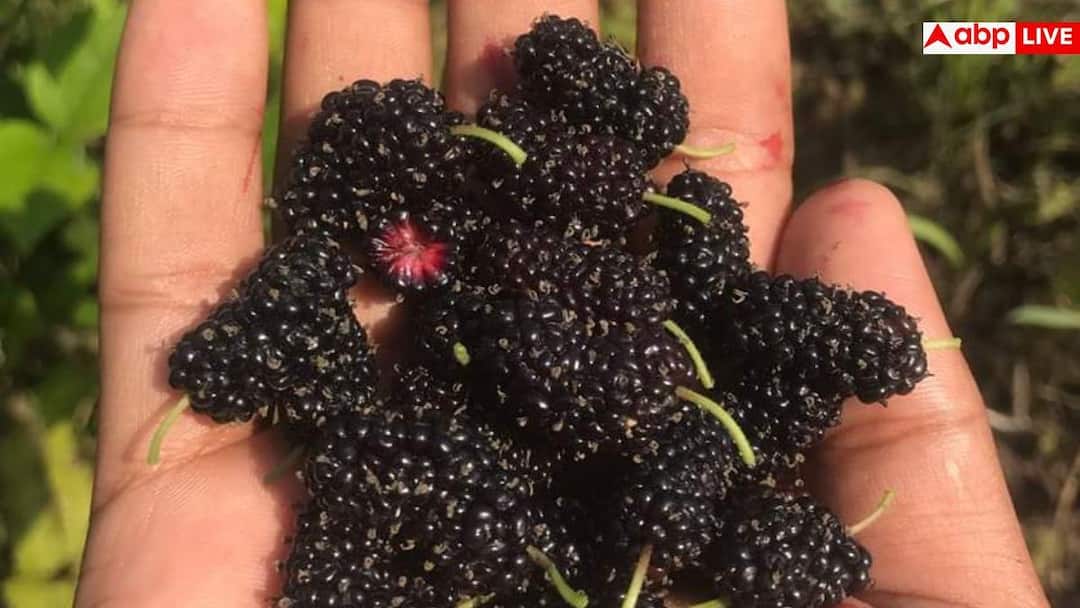 Rare Wild Fruits Of Nepal: नेपाल के जंगलों में मिलते हैं ये 5 जादुई फल, फायदे जानकर रह जाएंगे हैरान