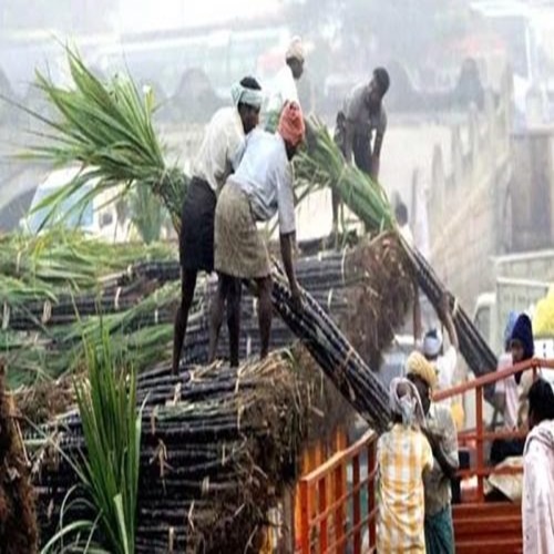 कर्नाटक : बकाया गन्ना भुगतान की मांग को लेकर किसानों की अनिश्चितकालीन आंदोलन शुरू करने की चेतावनी