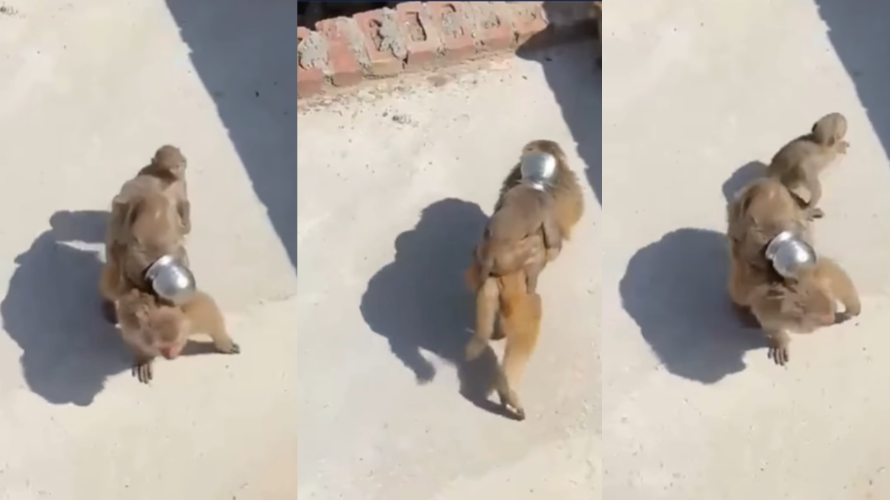 Viral Video: बंदर के बच्चे के सिर में फंसा लोटा, पीठ पर बिठाकर घूमती दिखी मां, नजारे ने किया लोगों को इमोशनल