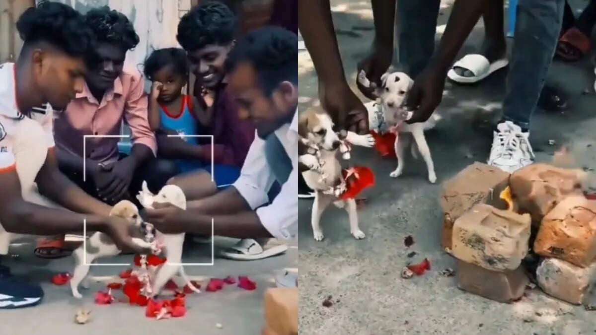सोशल मीडिया पर वायरल “फनी वीडियो”, यूजर्स बोले—बार-बार देखने पर भी नहीं रुक रही हंसी