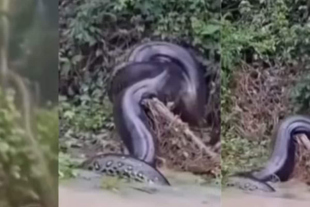 दिल थाम कर देखें ये वीडियो, नदी किनारे धूप सेंकता दिखा विशालकाय एनाकोंडा, नजारा देख सहम गए लोग!