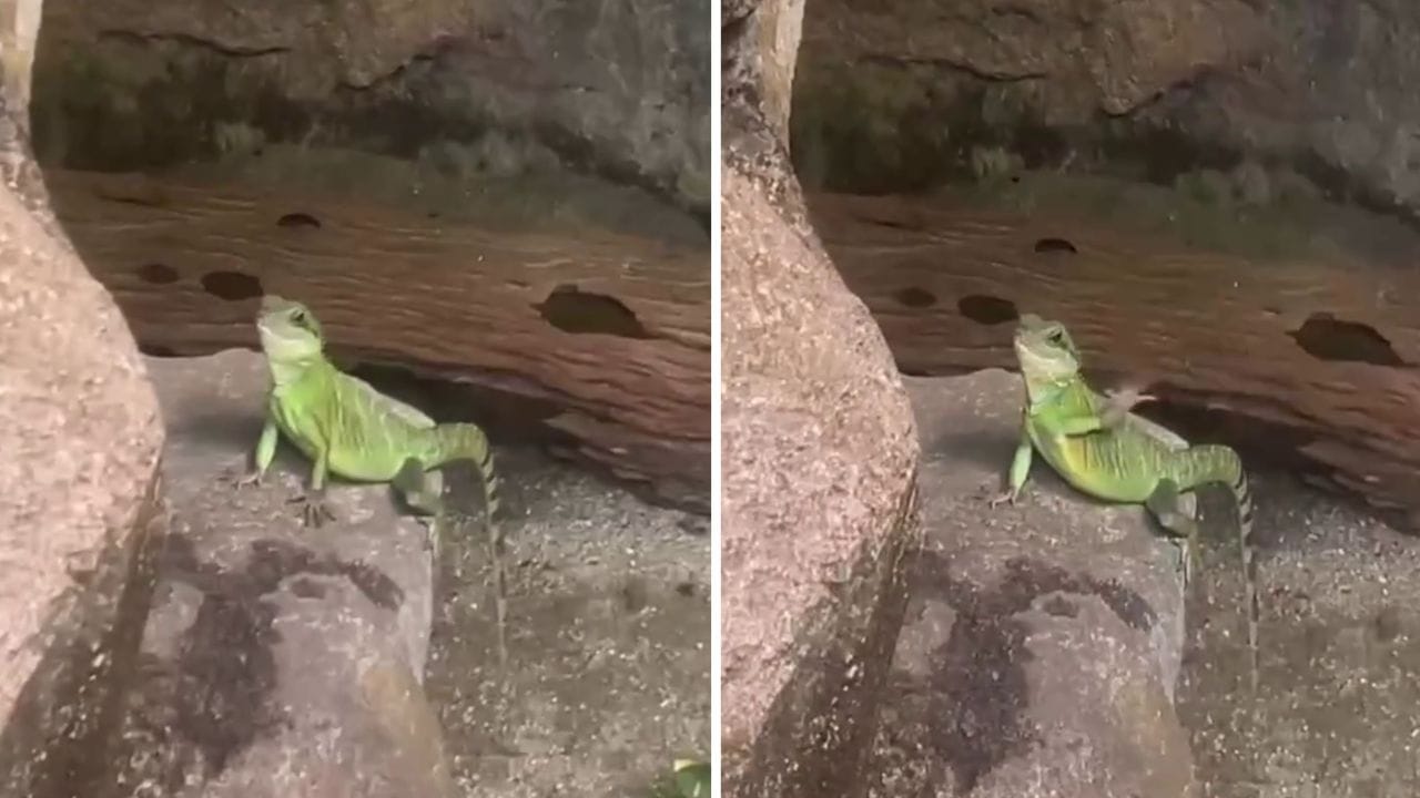 Viral Video: छिपकली ने हाथ हिलाकर टूरिस्ट को किया Bye Bye! वीडियो ने इंटरनेट पर मचाया गदर