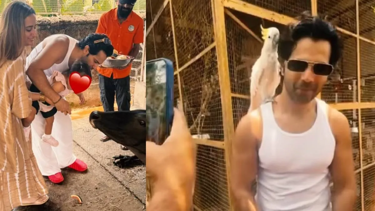जन्मदिन पर गौ सेवा के लिए निकले वरुण धवन, नन्ही बेटी संग गाय माता को खिलाया खाना, देखें वीडियो