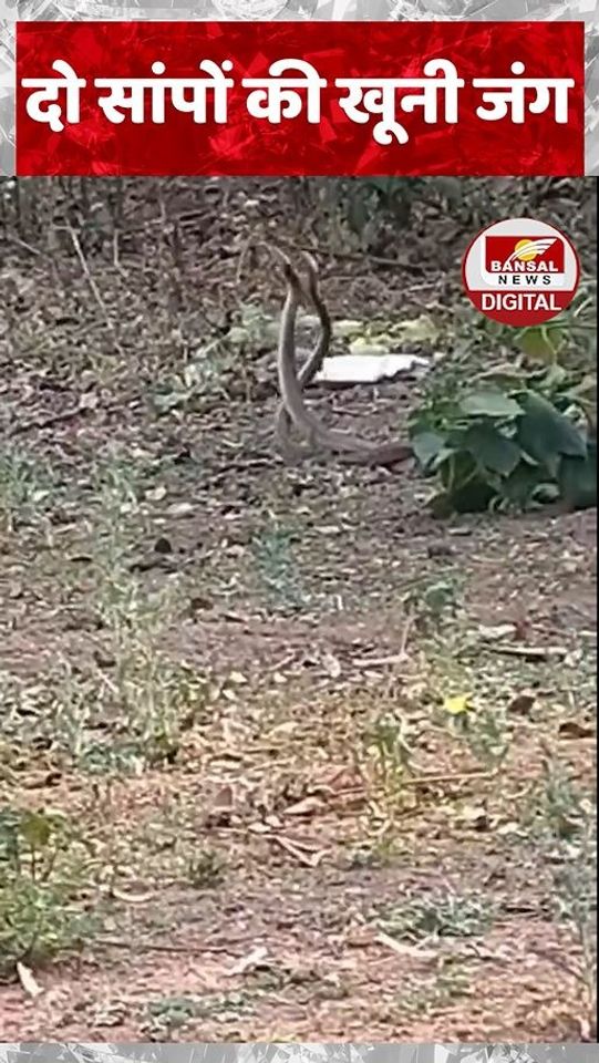 सांपों की खूनी जंग और फिर फिल्मी स्टाइल में रेस्क्यू, पेंड्रा का वीडियो वायरल